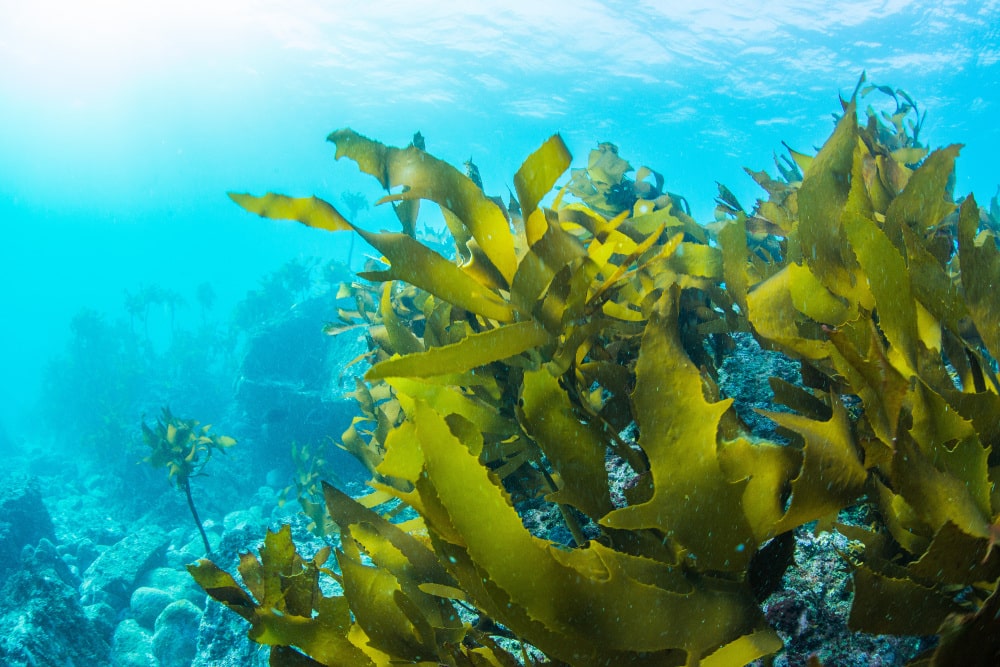 海底のみではなく、根がない昆布や海中海上に浮かぶ海藻もブルーカーボンの代表的な例