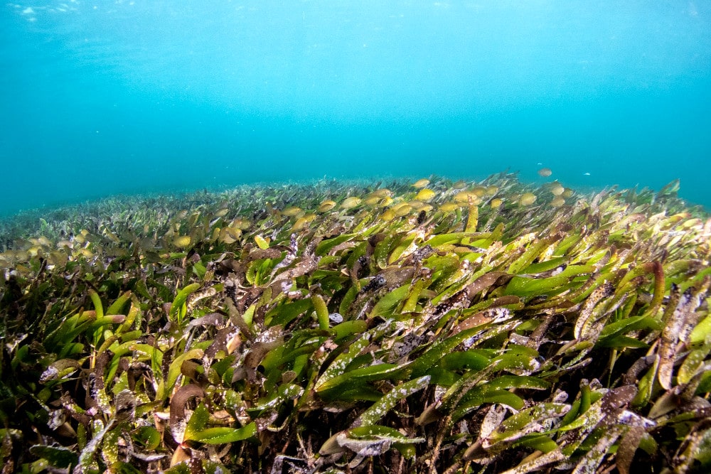 海藻は大きく分けて３種類