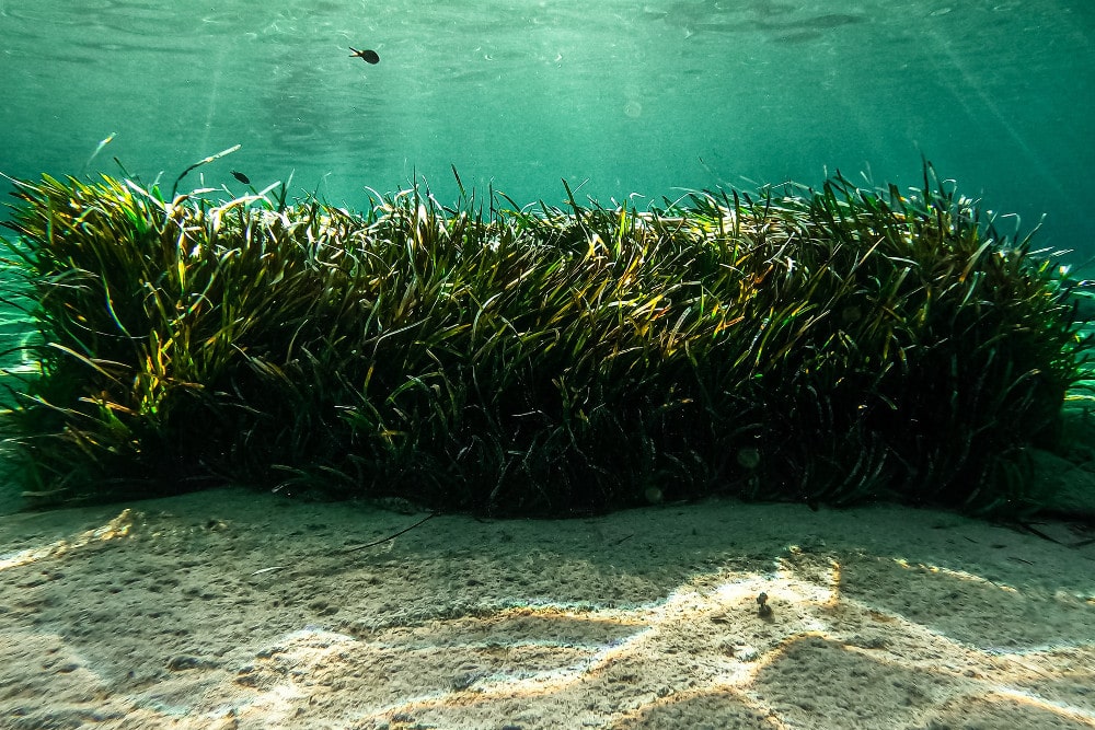 再生可能な海草藻場