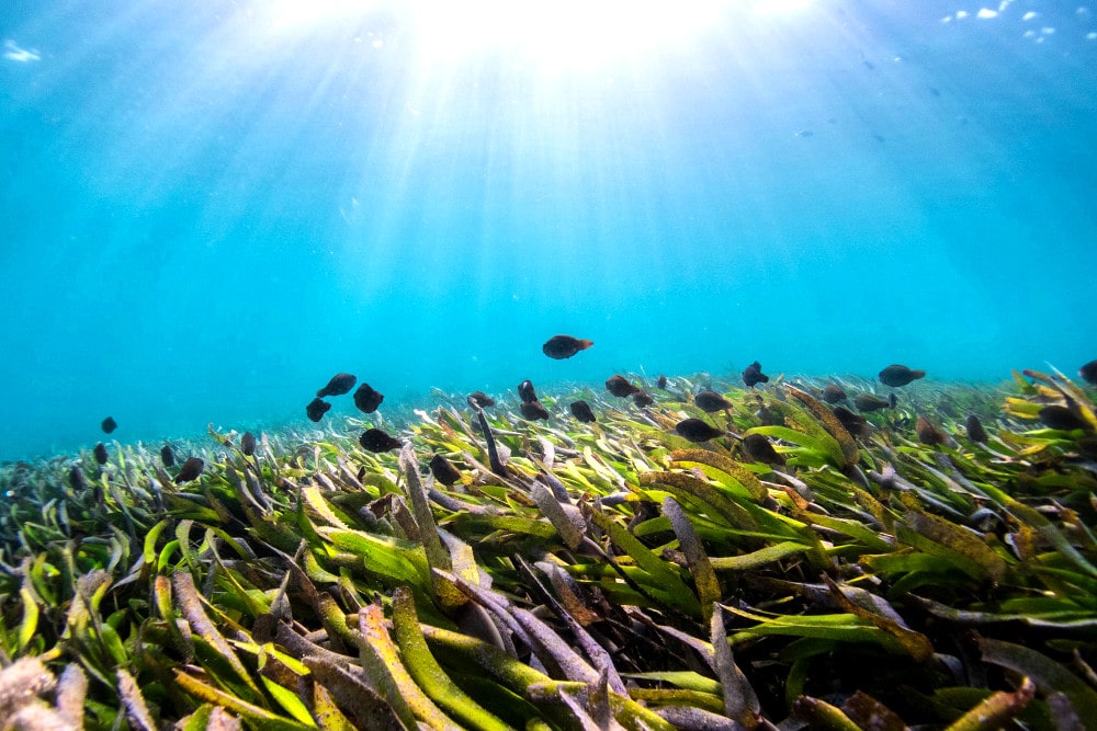 陸地よりも遥かに広大な面積を誇る海底に生い茂る海藻もブルーカーボンの代表的な例