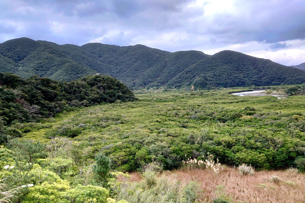 奄美大島のマングローブ林