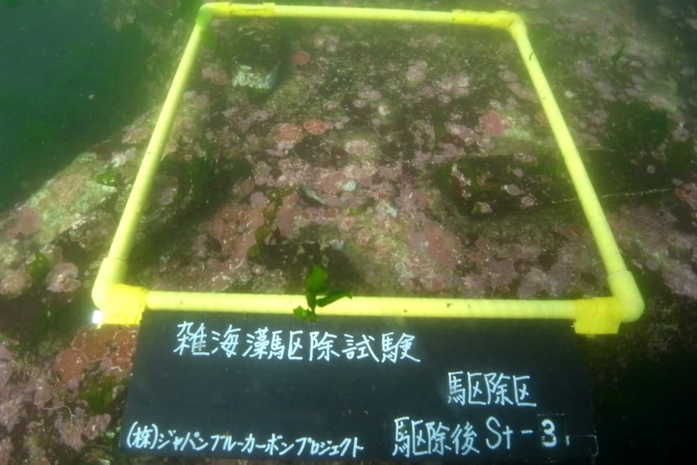 ジャパンブルーカーボンプロジェクトが進めている磯焼け対策の雑海藻駆除実験