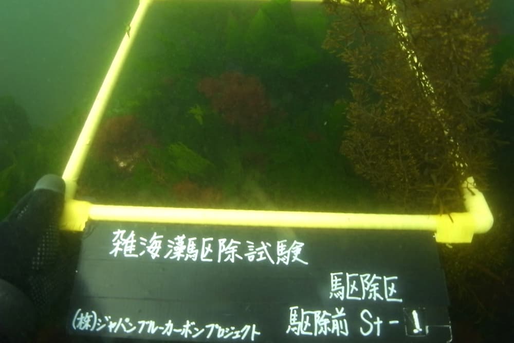 ジャパンブルーカーボンプロジェクトが進めている磯焼け対策の雑海藻駆除実験