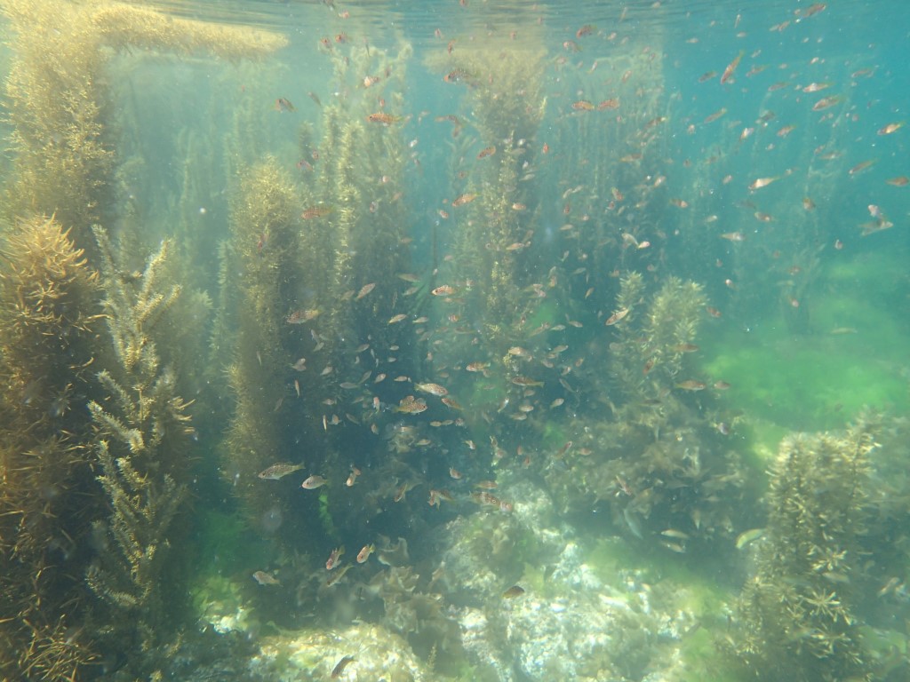 藻場は海のゆりかごとも呼ばれ、海産生物の生育場所として重要
