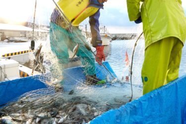 漁業の脱炭素化を目指す自治体・企業の取り組み事例を解説