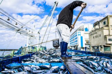 漁業の脱炭素化を目指す国の政策を簡単に解説