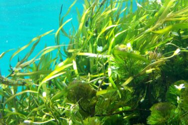 ブルーカーボンの大事な作り手 海藻についてやさしく解説